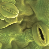 guard cells
