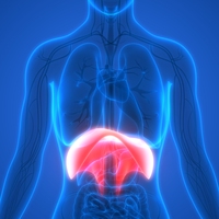 diaphragm
