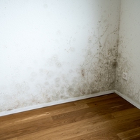 mildew