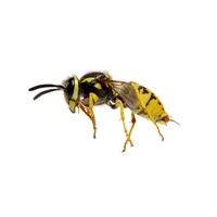 wasp
