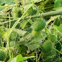 爆炸传播