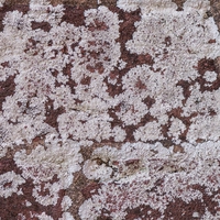 lichen