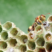 habitat