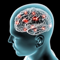 brain