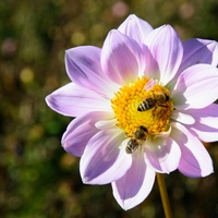 pollination