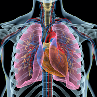 rib cage