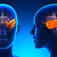 temporal lobe