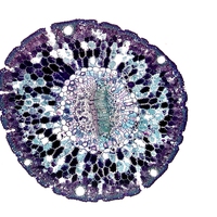 phloem