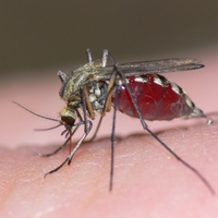 mosquito