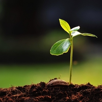 plant