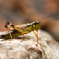grasshopper