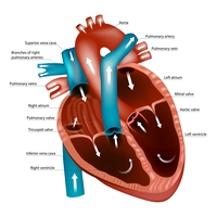 aorta