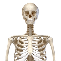 skeletal system