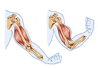 shoulder