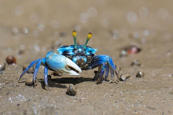 exoskeleton