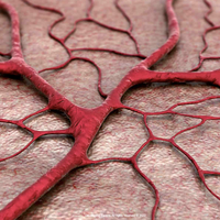 capillary