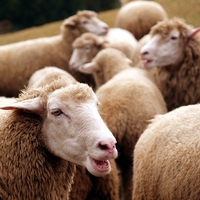 livestock