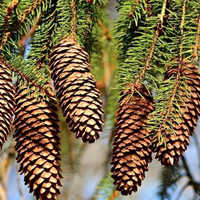 conifer