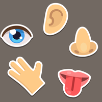 five senses