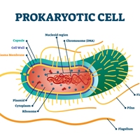 prokaryote