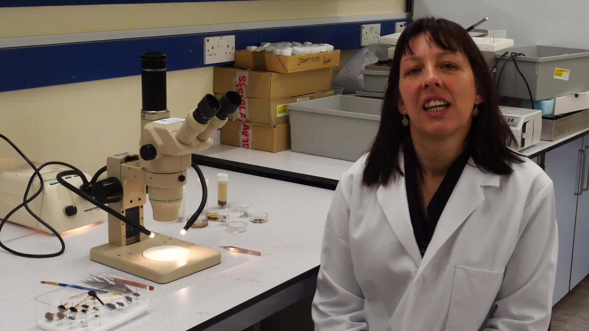 Dr. Jenni Stockton is an ecologist. She studies beetles. Hear about her career.
